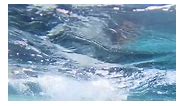California sea lions underwater
