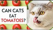 Can Cats Eat Tomatoes?