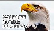 World of the Wild | Episode 5: The American Prairies | Free Documentary Nature