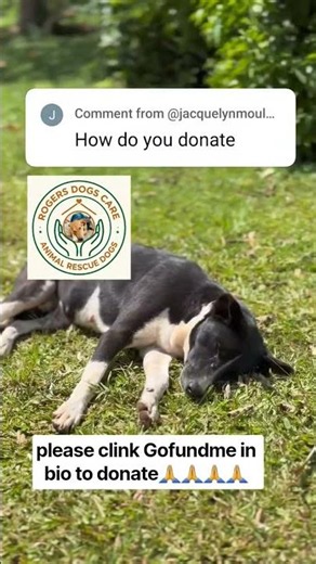 They only need special care ,love , food and good shelter