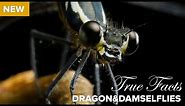 True Facts : Carnivorous Dragonflies