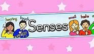 Five Senses Display Banner