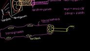 Anatomy of a skeletal muscle cell