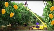 Mango Harvesting Machine - How to Mango Picking - Mango Farm Agriculture Technology