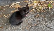 Cute Little black Kittens. Mother Kitten guards her kittens and attacks other cats.