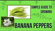Simple guide to growing banana peppers
