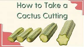 How to Take a San Pedro Cactus Cutting [Cactus Cutting & Propagation Basics]