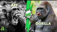 Ape VS Gorilla: The Main Differences You Should Know About
