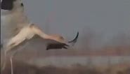 Siberian Crane | From Russia with Love