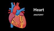 Anatomy of the Heart - External & Internal Structures