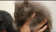 Meet Lander the cutest baby porcupine
