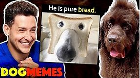 Reacting To Dog Memes With My Newfie Bear