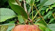Cox's Orange Pippin Apple: a classic English dessert apple. Worth the 5 year wait?