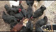 How I feed 30 chickens for $1.25 a day