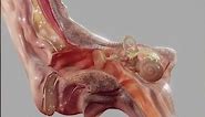 Outer Ear #ear #biology #medical #anatomy