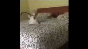 Dog Goes to Poop / Shit on Bed Meme