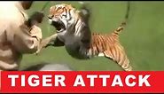 TIGER ATTACKS MAN ON ELEPHANT