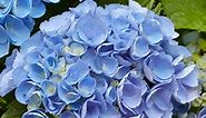 6 Tips for Getting the Most Beautiful Blue Hydrangea Blooms in Your Garden