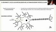 Anatomia e Fisiologia - Sistema Nervoso Neuroni