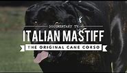 THE ORIGINAL CANE CORSO, ITALIAN MASTIFF