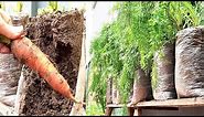 Grow carrots with plastic bags