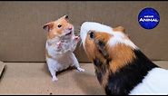 Hamster meets Guinea Pig