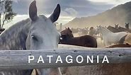 Beautiful Criollo Horses in Patagonia Argentina