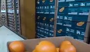 #Egyptian_Citrus #EgyptianOrange #Valencia_Oranges #trade #vegetables #egyptianorange #dutchmarket #foodcity #freshfruitsandvegetables #export #importedfruits | Agro Elhabony