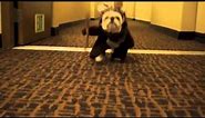 Ewok Dog Running for Treat (Bribing the Ewok)