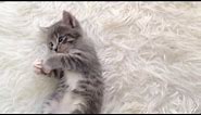 CUTE grey kitten playing