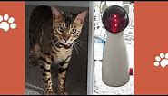 Automatic Laser Toy For Cats Review. your cat Will love this toy. Must watch.