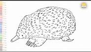 Echidna drawing | How to draw an Echidna step by step | Echidna animal drawing tutorials