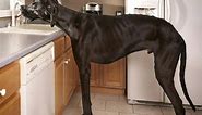 George Great Dane, the largest dog in the world