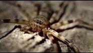 The Giant Huntsman is a Cave Spider of Nightmarish Proportions