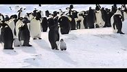 Emperor Penguins at Windy Bay