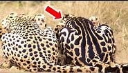 Amazing Facts About The King Cheetah
