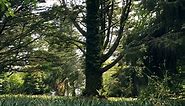Trees, Scotland, Landscape. Free Stock Video