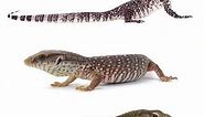 5 Best Pet Monitor Lizard Species #monitorlizards #edushorts
