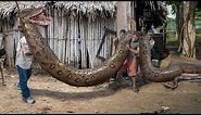 Biggest Snake in The World Discovered
