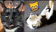 Funny CATS REACT to Catnip №2 🙀 TikTok Compilation 2023 | JoysPets