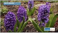 Growing Hyacinth - How to plant and grow Hyacinth