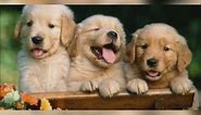 Cute dog 🐕 photos Adorable dog pictures ❤️ || Dog Wallpaper #Shorts