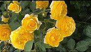beautiful yellow rose garden video / yellow roses garden plants video