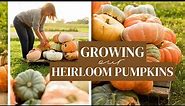 How to Grow Pumpkins: A Closer Look at How We Grow LOTS of Heirloom Pumpkins in our Pumpkin Patch!