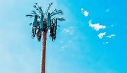 The History of Fake-Tree Cellphone Towers