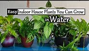 6 Indoor Hanging Plants That Grow in Water Only | Indoor Water Garden-Plants in Water//GREEN PLANTS