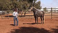 Barb stallion Morocco