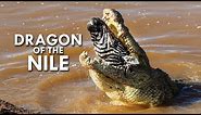 Crocodiles: Survivors of the Last Extinction
