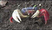 Colorful Crab Compilation