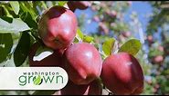 Apples | Washington Grown | S6E10